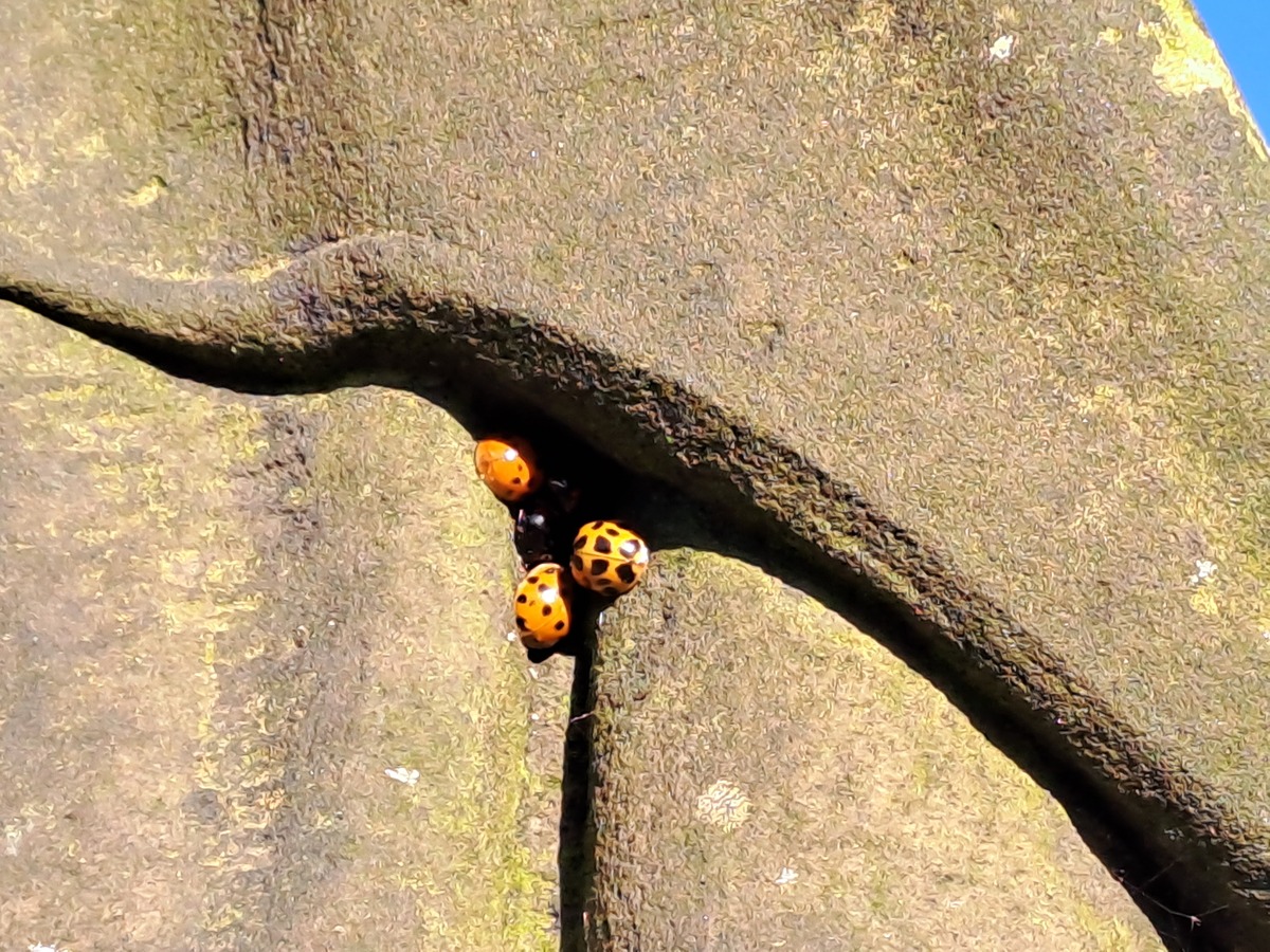 Ladybirds 